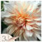 Plant in a Box - Dahlien - 3er Set - Dahlia 'Cafe au Lait' XXL - Dahlienknollen pflanzen - Sommerblüher - Gelbe, Rosa und Weiße Blüten - Ideal für Garten und Beete