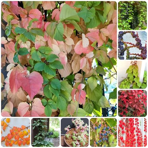 Vite americana, vite capelvenere - prodotti sostenibili Parthenocissus Quinquefolia autunnali, resistenti, giardino resistenti in vaso ufficio sempreverdi 500semi