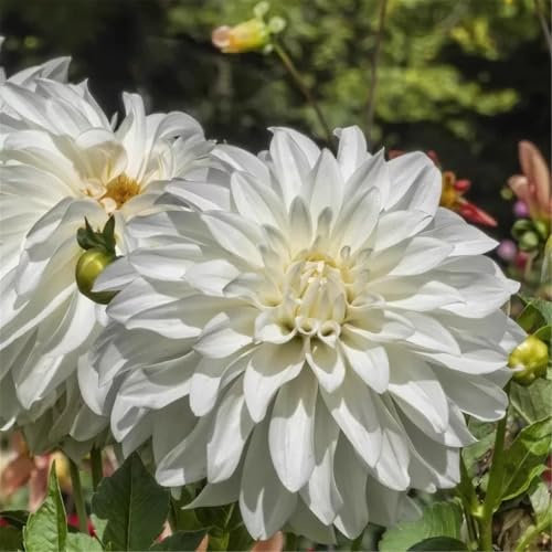 Dahlien zwiebeln knollen - Dahlien knollen kaufen - Dahlien knollen mix - Dahlien zwiebeln winterhart-Gartendekoration,blühen im Sommer-6knollen-E