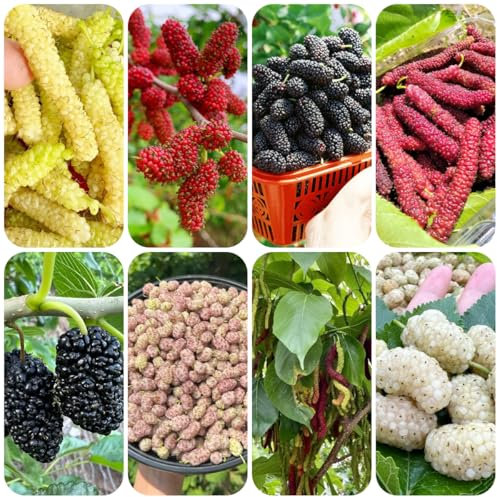 acquistare semi di gelso, frutteto piante da giardino roccioso alberi da frutto nani resistenti semi rari regali per gli amanti del giardino frutto colonnare albero frutta fresca di 600pcs