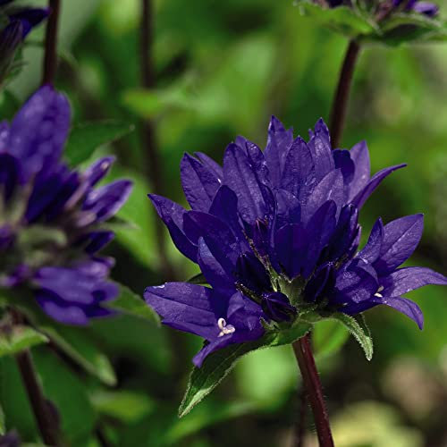 Campanula Glomerata Superba Bell Flower 1 x 1 Litre Potted Plants by Thompson & Morgan