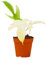 PLNTS - Philodendron Florida Ghost - Zimmerpflanzen, Pflanzen Echt, Nachhaltige Verpackung - 13cm Topf - Höhe 25cm - Direkt von der Gärtnerei