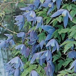 Grow Your Secret Garden Clematis Alpine Blue Seeds