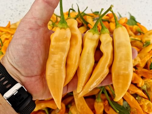 Sugar Rush Peach Chilli Seeds - Sugar Rush Peach Pepper Seeds