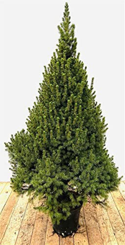 Picea glauca 'Conica' 7,5L 100-