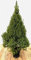 Picea glauca 'Conica' 7,5L 100-