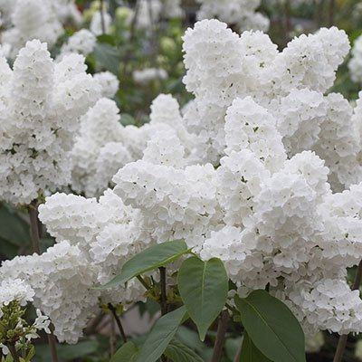 100 Weiß Japanische Flieder Seeds (Extremely Fragrant) /
