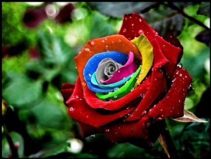 Saavyseeds Mystic arcobaleno Rosa semina - 11 Count