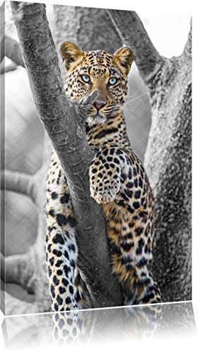 Pixxprint maiestätischer Leopard auf Baum B&W, Größe: 80x60cm, Leinwandbild, fertig gespannt, Wandbild, Dekoration, Kunstdruck, kein Poster