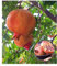 BALDUR Garten Granatapfel,1Pflanze, winterhart & mehrjährig, pflegeleicht, beeindruckende Blüten, super leckere & gesunde Früchte, Superfood Granatapfelkerne