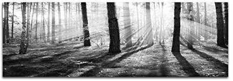 Leinwandfoto als Panorama SCHWARZ/WEISS 150x50cm Wald Bäume Frühling Sonnenstrahlen