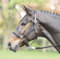 BUSSE solibel Halfter FASHION, Leder, Pony, schwarz/navy-safari