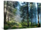 Startonight Bilder Straße im Wald, Leinwandbilder Moderne Kunst, Landschaft Wanddeko Kunstdrucke, Wandbilder Schlafzimmer 60 x 90 cm, Tag Nacht Effekt, Elegante Geschenkidee Wand Deko