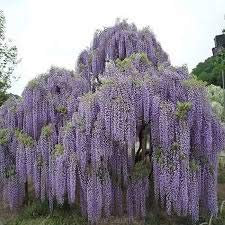 Erbstück 15 Wisteria Samen Baumsamen Wisteria sinensis Chinesische Glyzinierebe Lila Blumen Bonsai Samen T017