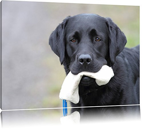 Pixxprint schwarzer Labrador mit Spielzeug, Größe: 60x40cm, Leinwandbild, fertig gespannt, Wandbild, Dekoration, Kunstdruck, kein Poster