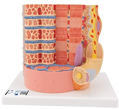 3B Scientific® Mikroanatomie-Muskel Faser Modell – 10.000-fach vergrößerte menschliche Muskelfaser mit Sarkomer & Mikrostrukturdetails + Smart Anatomy App (5 Jahre Garantie)