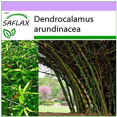 SAFLAX - Bambou géant épineux - 50 graines - Dendrocalamus arundinacea