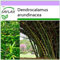 SAFLAX - Bambou géant épineux - 50 graines - Dendrocalamus arundinacea