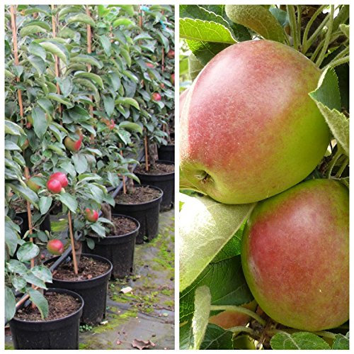 Rhapsodie, Säulenapfel, schorftolerante Sorte, guter Geschmack, ca. 80-120 cm Unterlage MM111