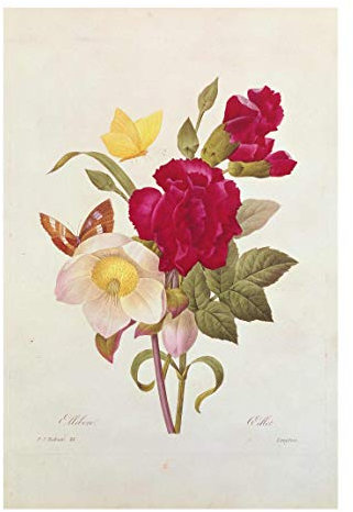 Bilderwelten Glasbild Echtglas Wandbild - Pierre Joseph Redouté - Christrosen 90 x 60cm