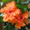 Hibiscus Pflanzen zwiebeln,Winterharte Pflanzen,Mysteriöse Magische Glühbirne,Hibiskus Pflanzen,Seltene Pflanzen,Hibiskus zwiebeln,Hibiscus Blumenzwiebeln Mehrjährig winterhart.-1zwiebeln-I