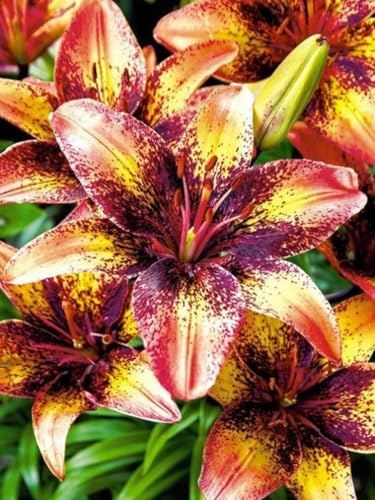 10 Frische Zwiebeln Blumenzwiebeln Baumlilien Lilien Riesenlilie Tribal Dance Wuchs bis 150cm duftender Frühlings Sommerblüher