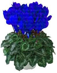Graines De Fleurs De Cyclamen Persicum Pour Un Beau Jardin Bleu Ensemble De 100 Pièces