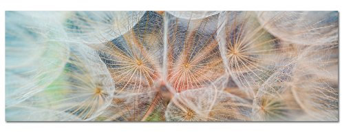 Paul Sinus Art Panoramabild auf Leinwand und Keilrahmen 150x50cm Pusteblume Löwenzahn weich Nahaufnahme