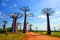 Sumpf frisch 10 Stück Baobab Baum Samen zum Pflanzen von Grau 1