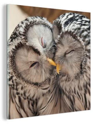 MuchoWow Glasbild Glasfoto Wandbild Bilder Deko 90x90 cm Eulen - Vögel - Schnabel - Familie