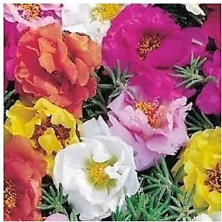 ketsicart 50-100pcs Double Flowered Moss Rose Flower Seeds: Only seeds