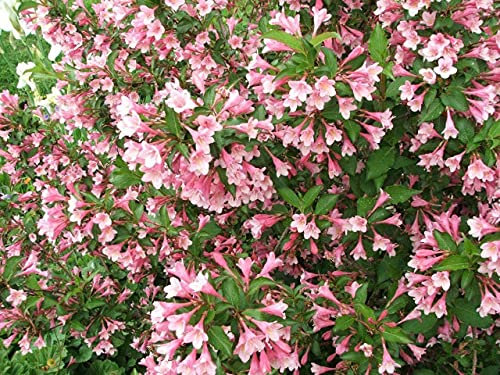 Liebliche Weigelie Weigela florida Pflanze 25-30cm Rosa Weigelie Rarität
