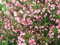 Liebliche Weigelie Weigela florida Pflanze 25-30cm Rosa Weigelie Rarität