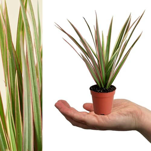Carbeth Plants - 1 x Dracaena Bicolour Dragon Tree in 6cm Pot - Evergreen Foliage Beginner Friendly Mini Indoor Plant - Easy to Maintain Air Purifying Houseplant - Ideal for Bathroom & Bedroom Decor