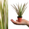 Carbeth Plants - 1 x Dracaena Bicolour Dragon Tree in 6cm Pot - Evergreen Foliage Beginner Friendly Mini Indoor Plant - Easy to Maintain Air Purifying Houseplant - Ideal for Bathroom & Bedroom Decor