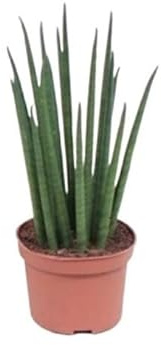 Sansevieria Mikado - Bogenhanf - Topf 12 cm- Höhe: 40 cm Wasserspeicherpflanzen