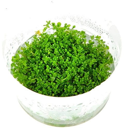 Hemianthus callitrichoides 'Cuba' 1-2-GROW!