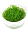 Hemianthus cal Cuba Aquarium Plant Gel Pot