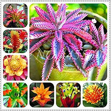 Potseed . Rare Lila Bromelie Tillandsia Bulbosa Luft-Pflanze Sehr leicht Wachsende Faule Pflanze SeedFor Hausgarten 100 PC: Gemischt