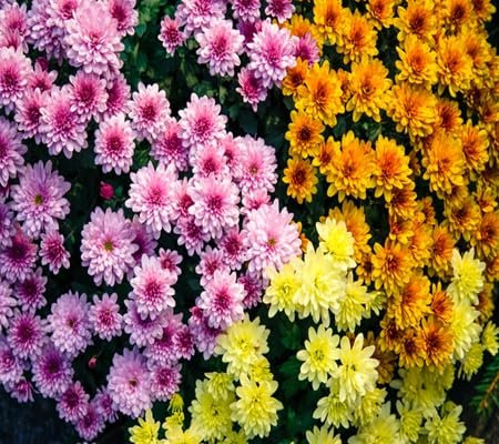 100 pièces de graines de fleurs de chrysanthème