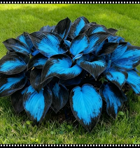 Mitternachtsblaue Herz-Hosta, Mehrjährige Schatten, Winterhart Funkien, Geeignet für Gartenränder, Blumenbeete und Terrassen-10 rhizome-g