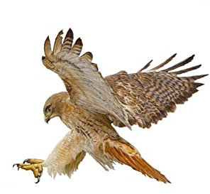 Adesivo Aquila per Auto, 2 pcs Adesivo Aquila Volante 3d Aquila Animale Adesivo per Auto Adesivi per Auto Adesivi per Ali D'Aquila Adesivi per Emblema per Auto Adesivo per Carrozzeria Auto