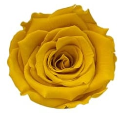 Vandas Rosa Stabilizzata – Confezione 6 Pezzi | Rosa Eterna Naturale | Lunga Durata | Ideale per Decorazioni e Regali | Origine Olanda (Giallo)