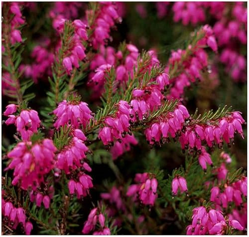 GrowOn Shrubs [x4] Heather Erica Carnea 'Porters Red' | Multi-Pack | Evergreen Shrubs | Outdoor Garden Ready Plants | Winter to Spring Flowering | Magenta Flowers