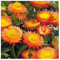 Helichrysum 'Orange' / Xerochrysum braceatum/Everlastings/Good Cut and Dried Flowers/Seeds