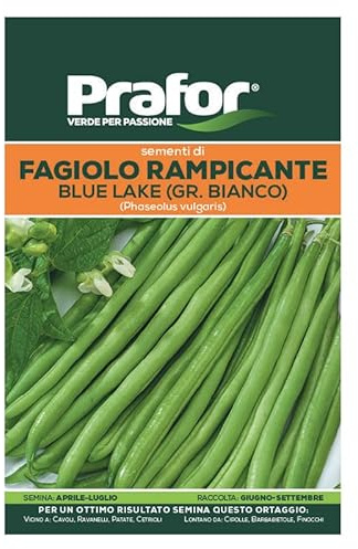 Hortus Semi prafor di Fagiolo rampicante Blue Lake, 250 gr