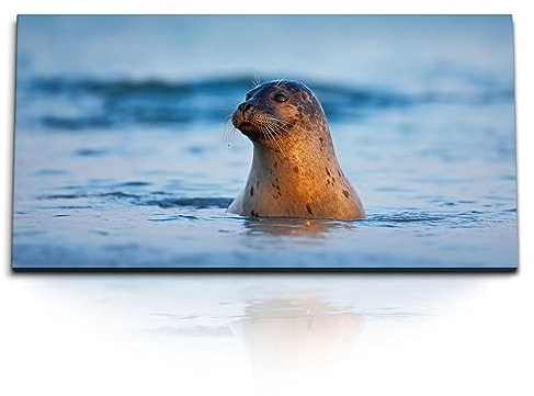 Paul Sinus Kunstdruck Bilder 120x60cm Seehund Robbe im Wasser Meer Tierfotografie