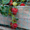 Elixir Gardens Anti Bird Netting 2m 4m 6m 8m 10m Fruit Pond Garden Bird Flu Protection | Pigeon Seagull Magpie Starling Pest Deterrent | 10m x 15m