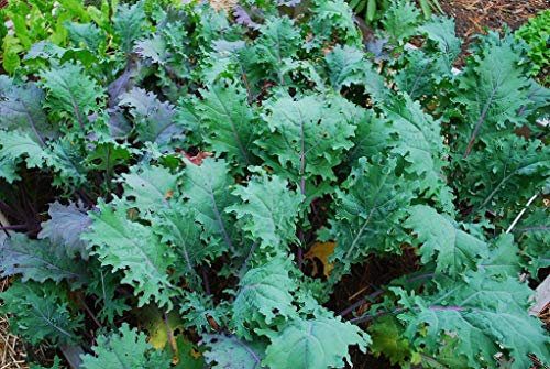 Borecole, Kale Red Russian 300 Seeds, Leafy Salad Seeds, Green Leaves Seeds