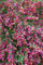 Cytisus scoparius 'Roter Favorit' 30-40 cm - Besenginster, rote Blüten, Blütezeit April-Juni, ideal für Rabatten, bienenfreundlich, pflegeleicht